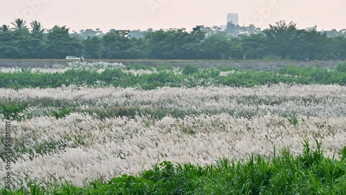 Twilight Serenity: A White Wild Sugarcane Wonderland by the Riverside in Fall. Sugarcane grass along the Zengwen River at dusk. Tainan City. photo