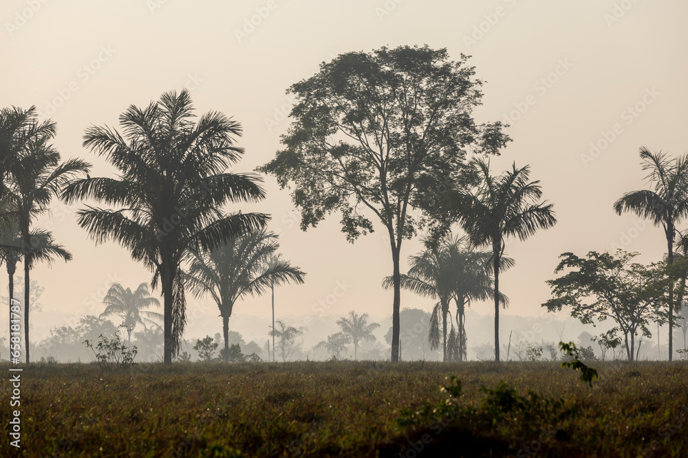 Tree silhouettes against a misty sky, early in the morning while traveling the lowlands of Bolivia between Guayaramerin and Trinidad, Beni department; South America