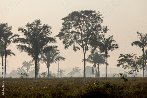 Tree silhouettes against a misty sky  early in the morning while traveling the lowlands of Bolivia between Guayaramerin and Trinidad  Beni department  South America
