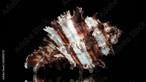 Endive Murex (Hexaplex cichoreum) shell rotating slowly against a black background. photo