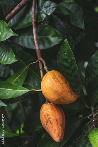 Canistel, Tiesa, yellow sapote, Pouteria Campechiana,Canistel, tree,ripe