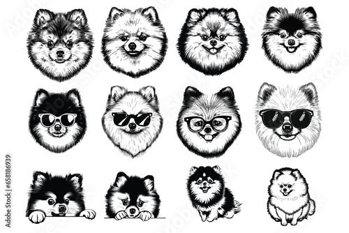 Pomeranian Bundle: Vector Illustrations Celebrating the Fluff and Charm of Pomeranians