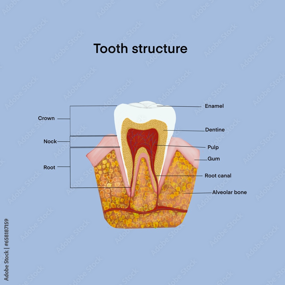 human tooth anatomy, Tooth structure, illustration Stock Illustration ...
