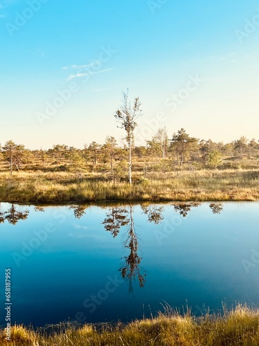 tree on the lake