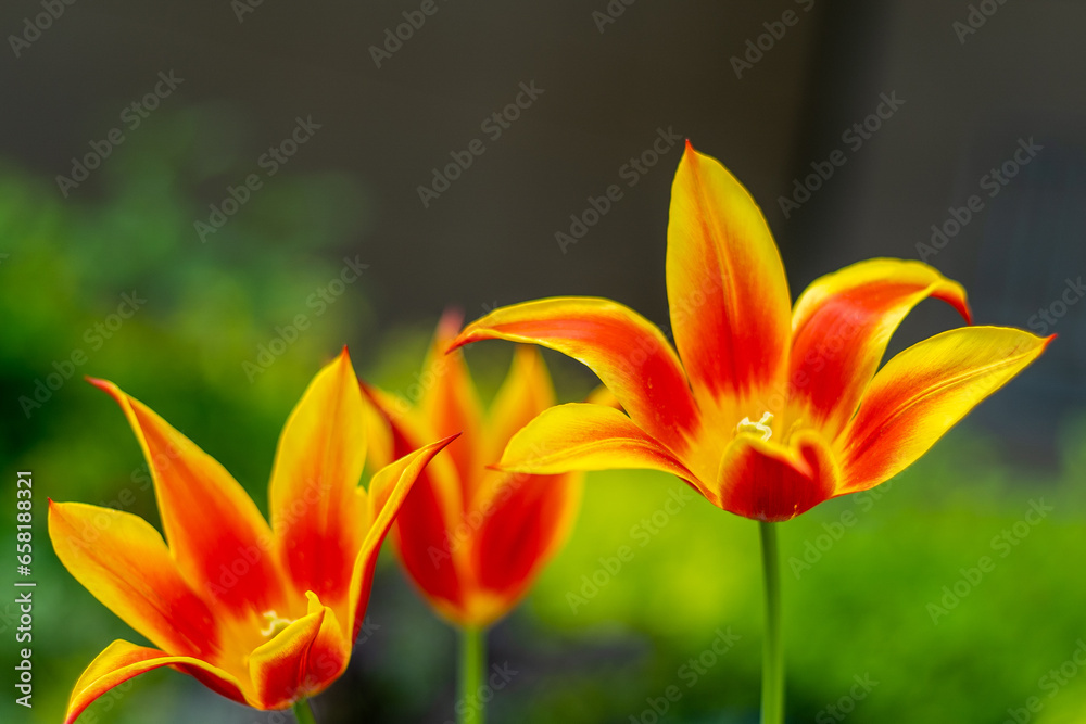 Yellow red tulips of an unusual rare variety. Open flower buds. Spring flower background. Petal flora nature. Blooming bud on flowerbed green garden. Tulip closeup.