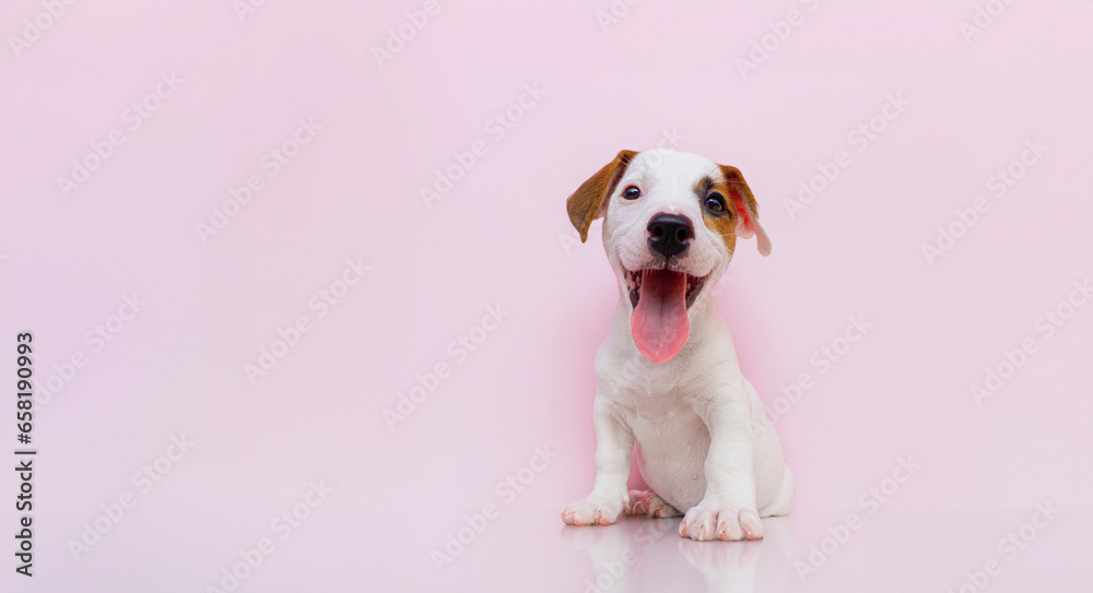 Smiling and show tongue Jack Russel terrier dog. on white background. Studio shot for advertising pet food Smiling and show tongue Jack Russel terrier dog. on white background. Studio shot for advertising pet food
