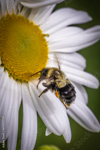 Bee on daisy