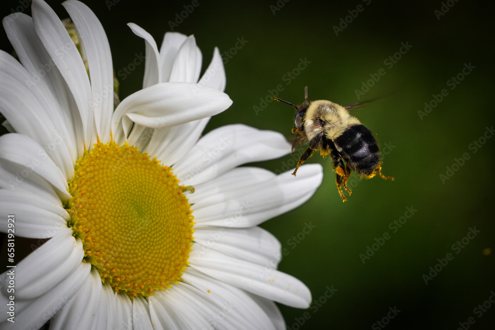 Obraz premium Bee on daisy