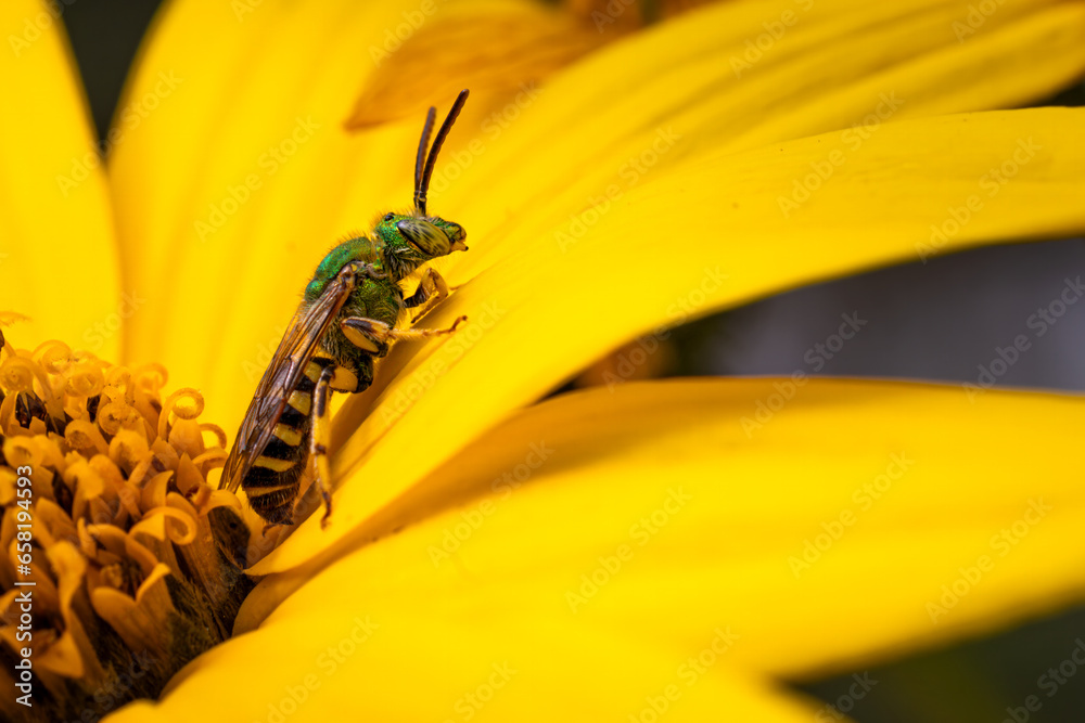 Fototapeta premium Sweat bee on yellow flower