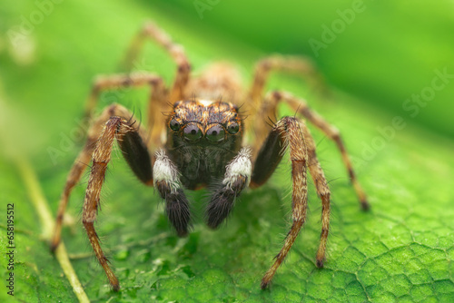 Macro close up of jumping spider on a green leaf