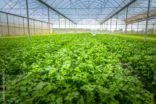 Rows of organically grown fresh parsley for the food industry. Agro-industrial complex of plantation for growing vegetable crops in Ban Paksong, Champasak Province, Laos.