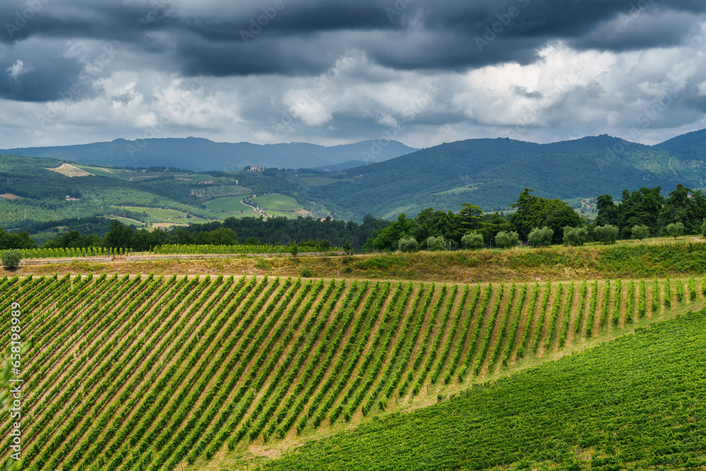 Vineyards of Chianti near Gaiole, Siena province