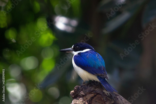 Blue bird  © Lenyra