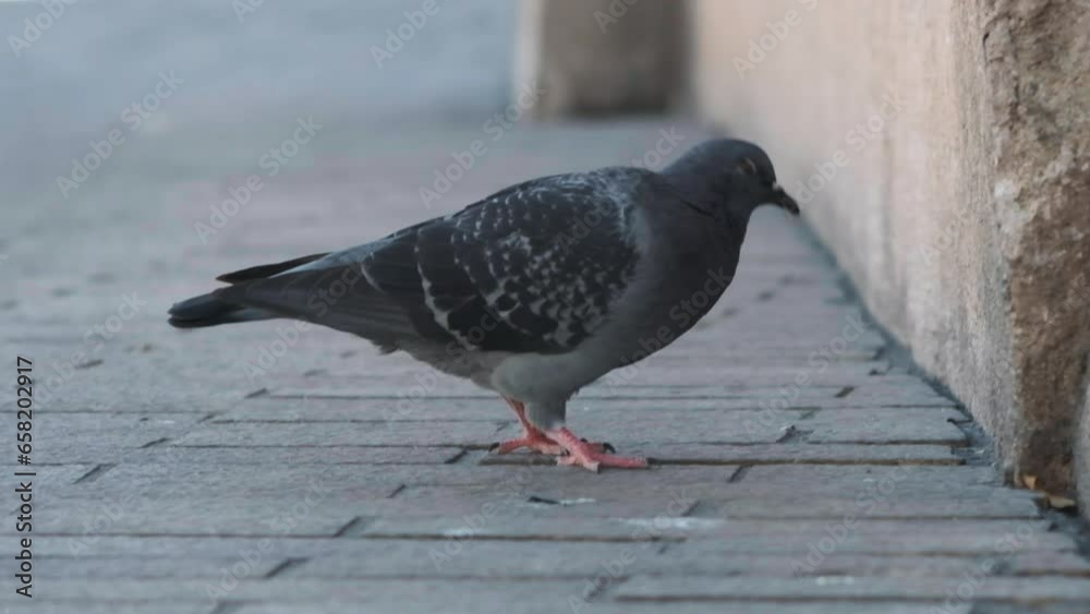 pigeon in the city walking towards a wall