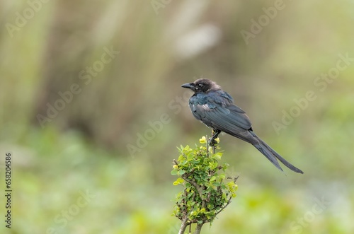 The black drongo is a small Asian passerine bird of the drongo family Dicruridae.