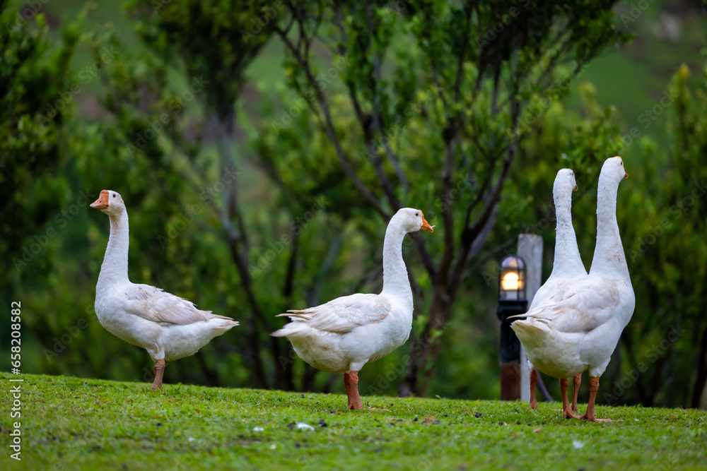 Flock of white goose standing in the natural surrounded. White goose taking a walk on meadow in the farm. Flock of white goose standing on green grass with tree background. Flock of white goose standing in the natural surrounded. White goose taking a walk on meadow in the farm. Flock of white goose standing on green grass with tree background.