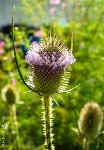 Flowering of the teasel, Dipsacus, Dipsacus sativus. 
Teasel inflorescences fluctuate under. the action of the wind. 
A plant of the subfamily Dipsacoideae of the Honeysuckle family (Caprifoliaceae).  photo