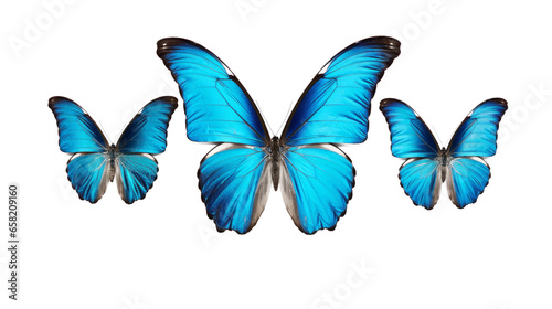 This set of three beautiful tropical butterflies Ulysses with wings spread and in flight is isolated on a white background. © ND STOCK