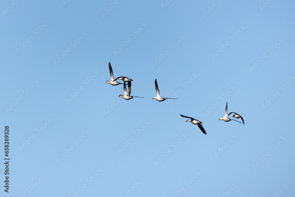 Seven smew ducks fliy in the sky