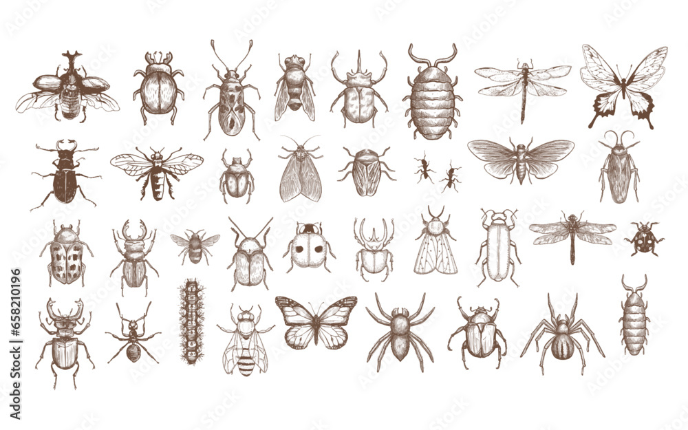 set of realistic bugs vector illustation - obrazy, fototapety, plakaty 