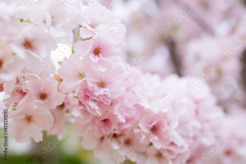 Beautiful sakura flowers in the spring season in the park, flora pattern texture, natural flower background. Selective focus of beautiful branches pink cherry. Spring background 