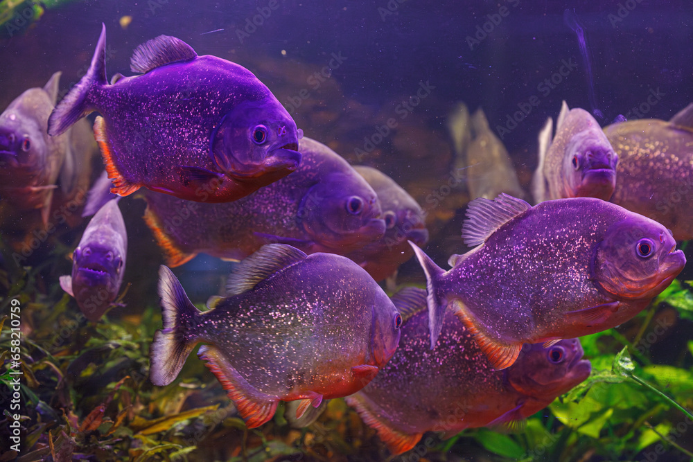 underwater photography of fish Pygocentrus nattereri underwater photography of fish Pygocentrus nattereri