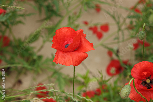 Beautiful flowers red poppies