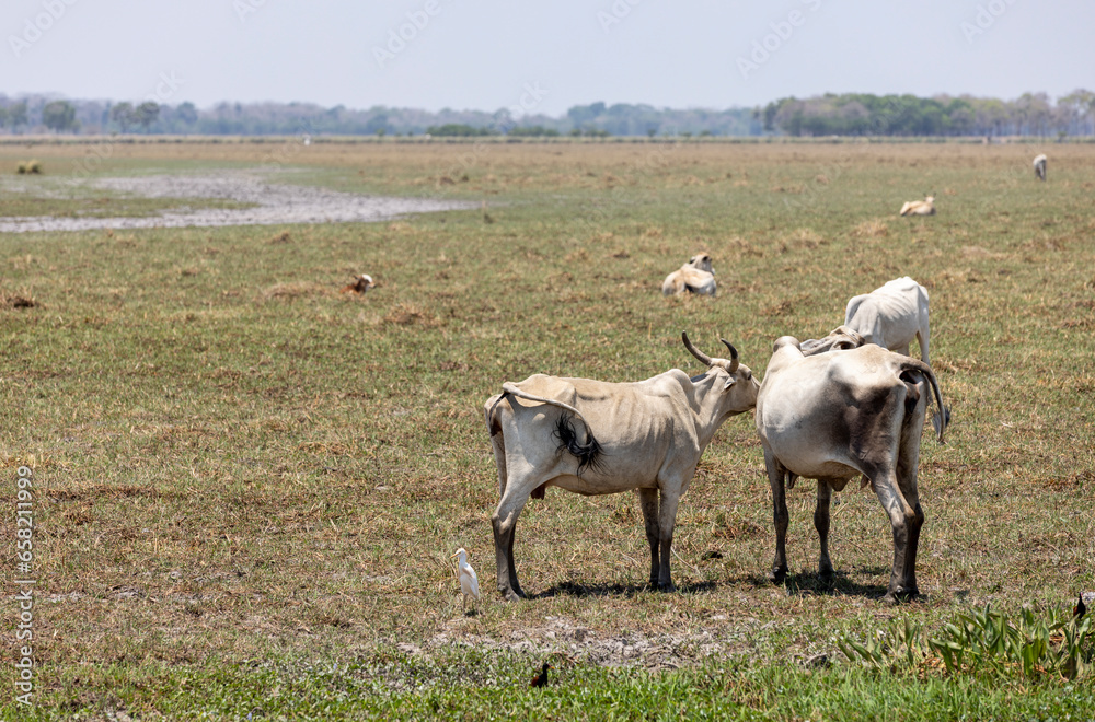 Cattle grazing in the lowlands of Bolivia, Beni department, between Guayaramerin and Trinidad; Traveling and exploring South America Cattle grazing in the lowlands of Bolivia, Beni department, between Guayaramerin and Trinidad; Traveling and exploring South America