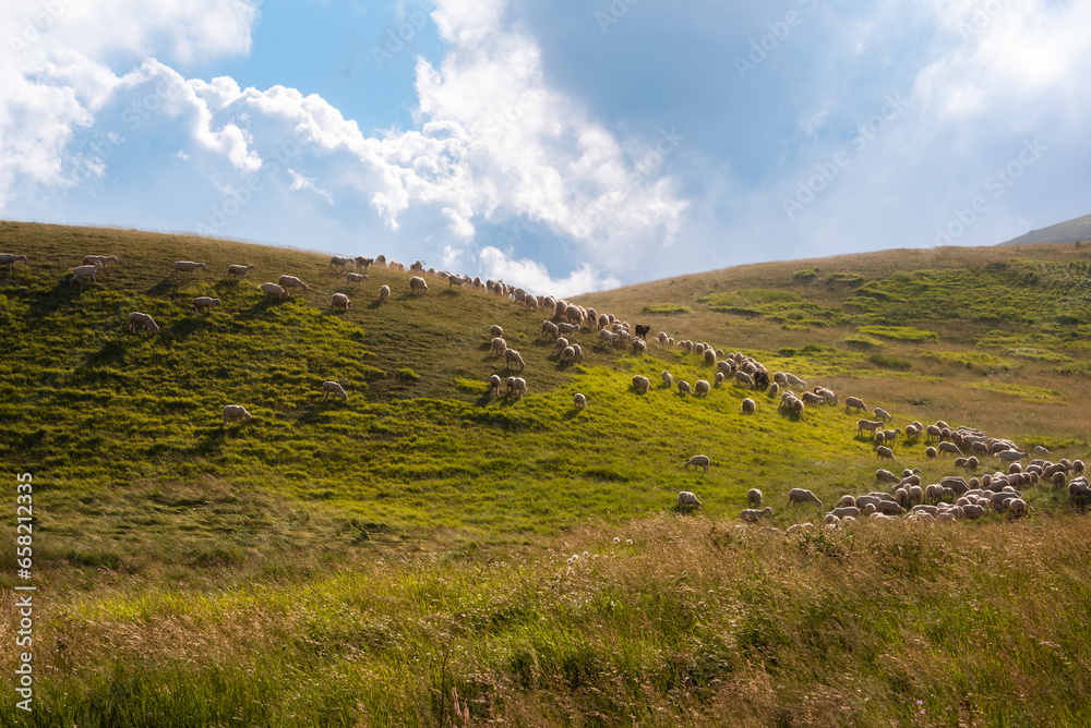 Sheep on a pasture on green hill in summer