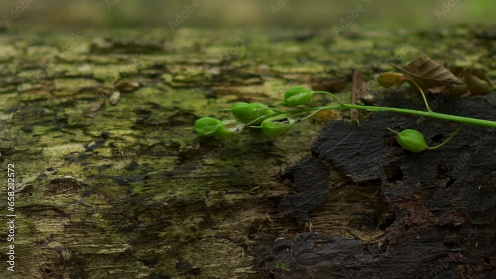 English bluebell seed pods on a tree log English bluebell seed pods on a tree log