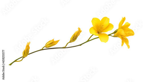 yellow flower isolated on transparent background cutout © Papugrat