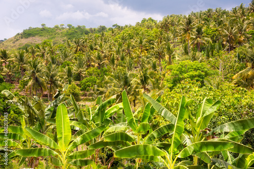 Palm tree and banana plantation on Bali island, Indonesia