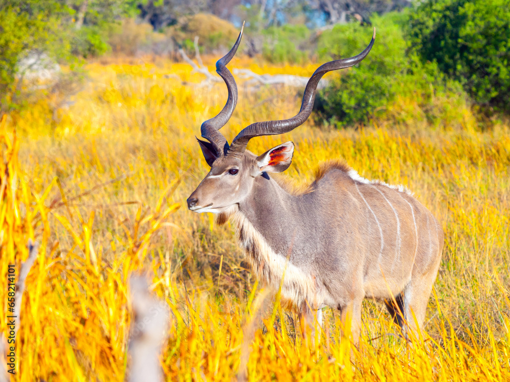 Male kudu buck spotted in grassland of Okavango delta, Moremi Game Reserve, Botswana Male kudu buck spotted in grassland of Okavango delta, Moremi Game Reserve, Botswana