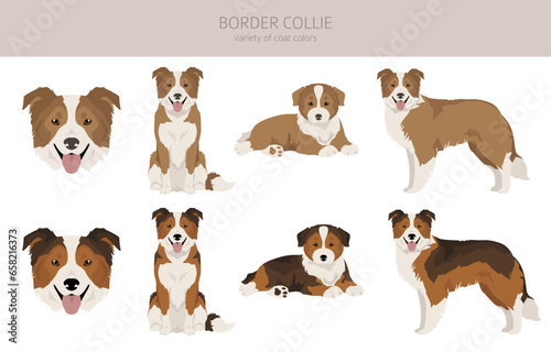 Border collie dog clipart. All coat colors set. All dog breeds characteristics infographic