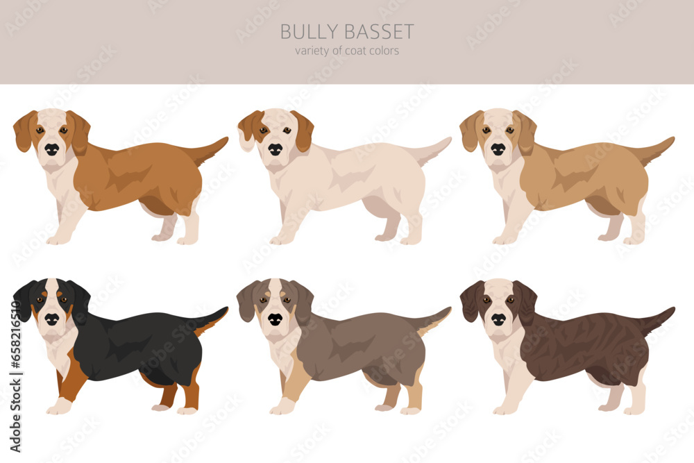 Bully Basset clipart. Bulldog Basset Hound mix. Different coat colors set
