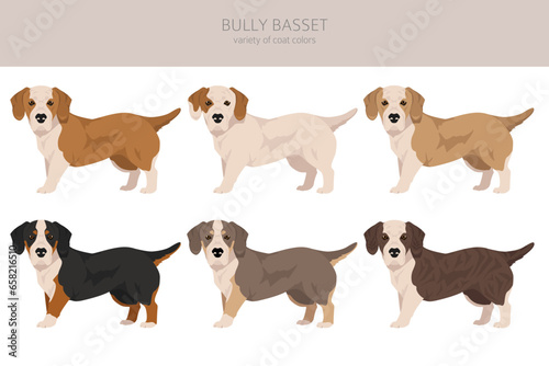 Bully Basset clipart. Bulldog Basset Hound mix. Different coat colors set