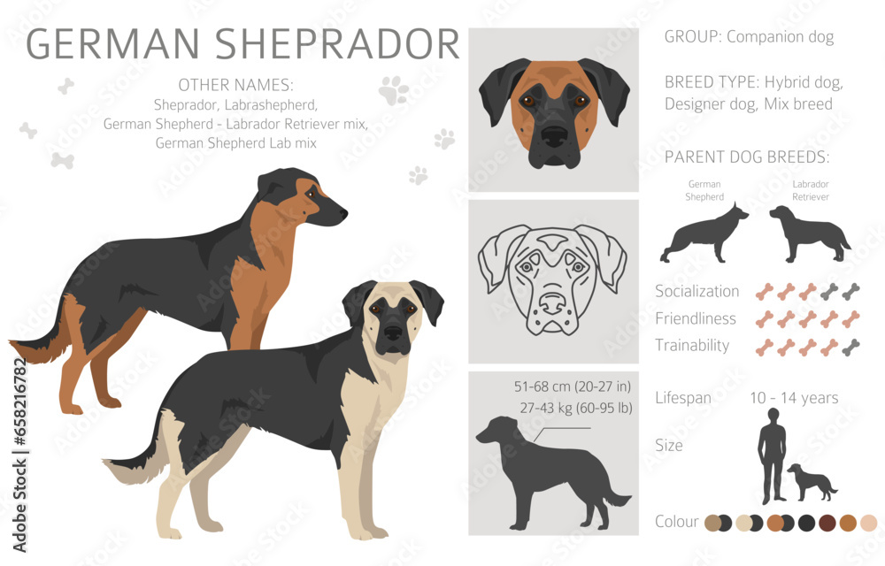 German Sheprador clipart. German Shepherd Labrador retriever mix. Different coat colors set