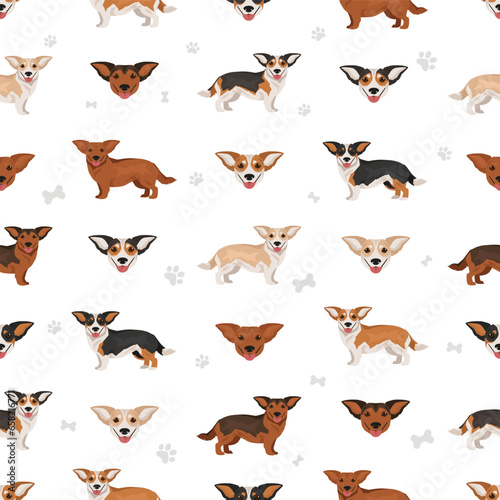 Dorgi seamless pattern. Welsh corgi Dachshund mix. Different coat colors set