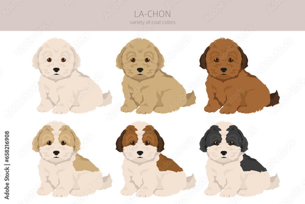 La-Chon clipart. Lhasa Apso Bichon Frise mix. Different coat colors set