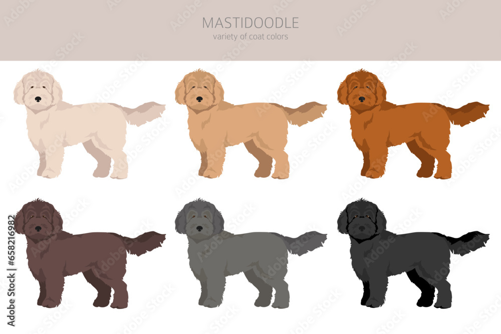 Mastidoodle clipart. Mastiff Poodle mix. Different coat colors set