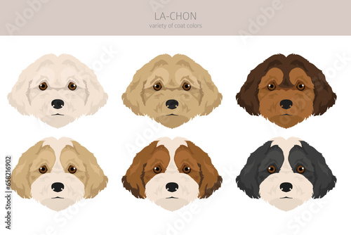 La-Chon clipart. Lhasa Apso Bichon Frise mix. Different coat colors set