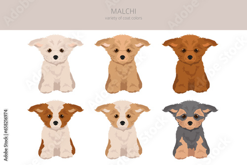 Malchi clipart. Maltese Chihuahua mix. Different coat colors set photo