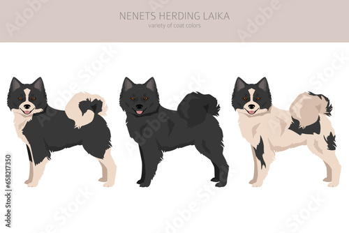 Nenets Herding Laika clipart. All coat colors set.; All dog breeds characteristics infographic