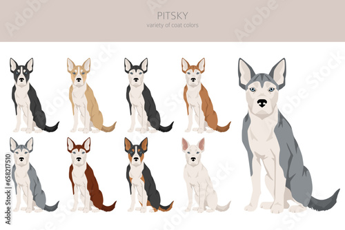 Pitsky clipart. Pit bull terrier Siberian Husky mix. Different coat colors set
