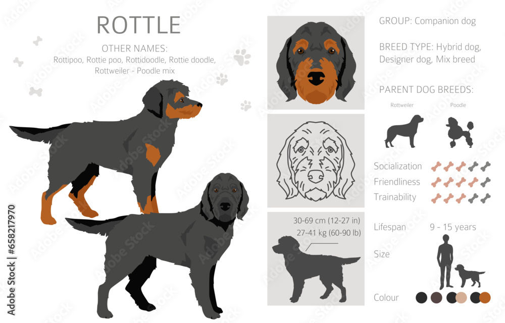 Rottle clipart. Rottweiler Poodle mix. Different coat colors set