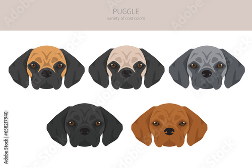 Puggle clipart. Pug beagle mix. Different coat colors set photo