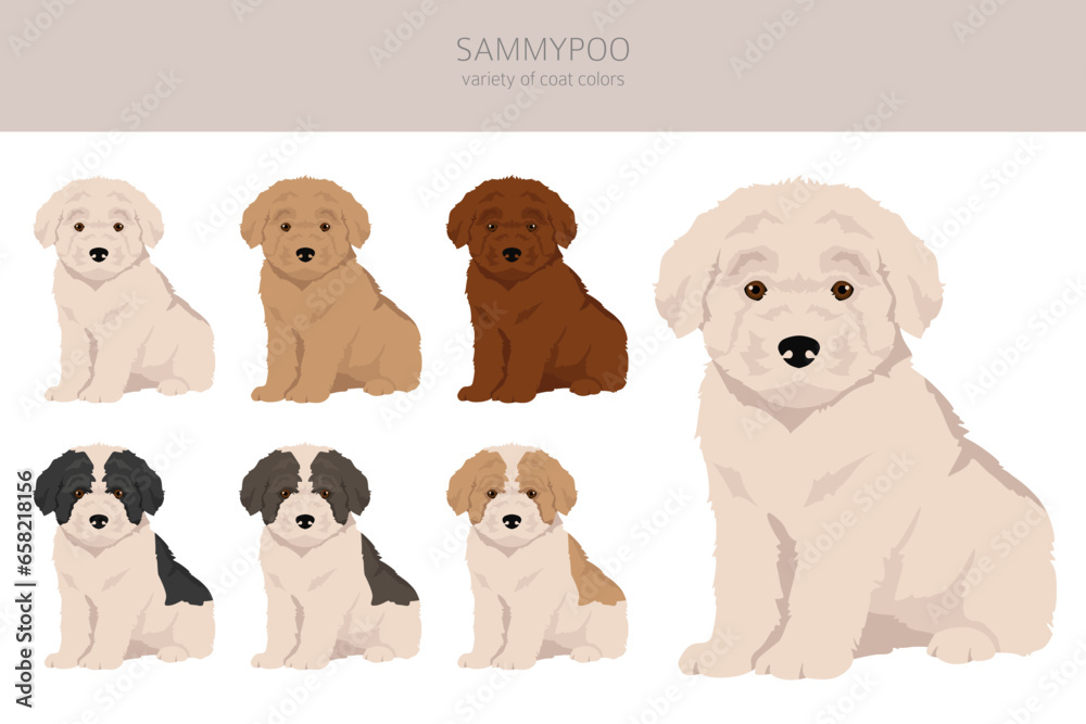 Sammypoo clipart. Samoyed dog Poodle mix. Different coat colors set