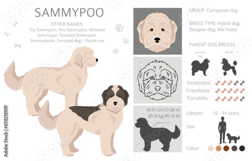 Sammypoo clipart. Samoyed dog Poodle mix. Different coat colors set
