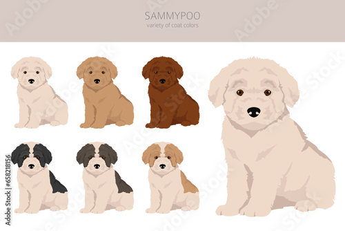 Sammypoo clipart. Samoyed dog Poodle mix. Different coat colors set
