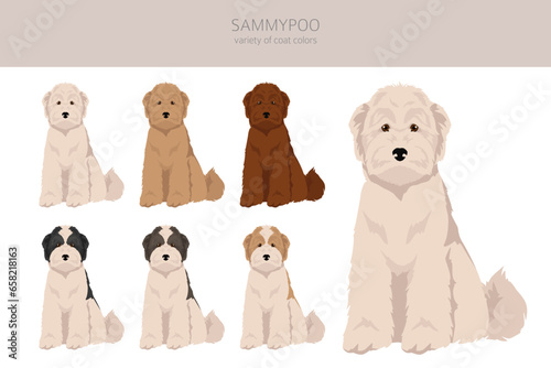 Sammypoo clipart. Samoyed dog Poodle mix. Different coat colors set